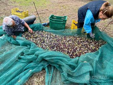 Terreno 4 ettari Ginestreto - Pesaro