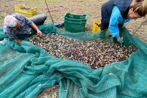 Terreno 4 ettari Ginestreto - Pesaro