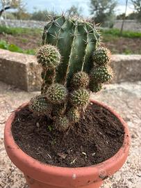 Echinopsis