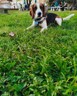 Beagle
