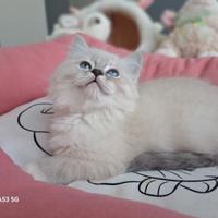 Cucciola di Ragdoll WhiteAngels Sunset