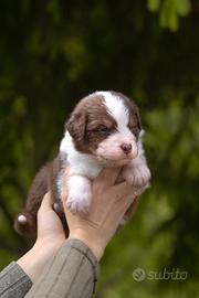 Cuccioli di pastore australiano