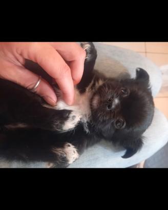 Chihuahua