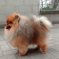 Pomerania maschio