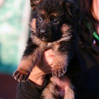 Cucciole di pastore tedesco