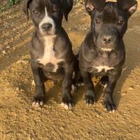 Cuccioli cane corso/amstaff