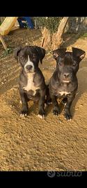 Cuccioli cane corso/amstaff