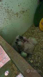 Pappagallo da imbecco