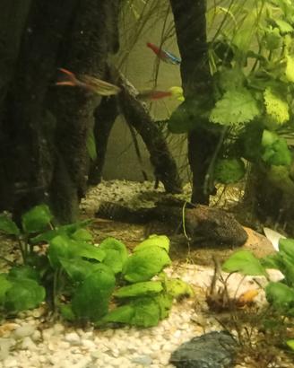 Guppy Endler