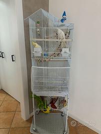 Pappagalli calopsite