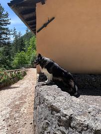 Border collie maschio