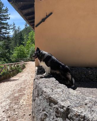 Border collie maschio