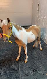 Ponyy