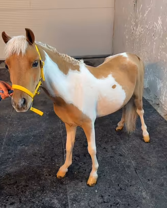 Ponyy