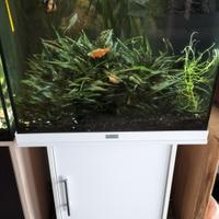 Acquario Juwel lido 120