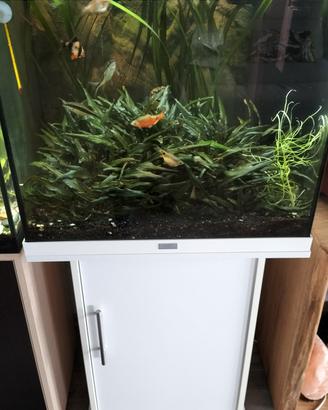 Acquario Juwel lido 120