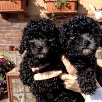 Barboncini Toy silver