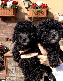 Barboncini Toy silver