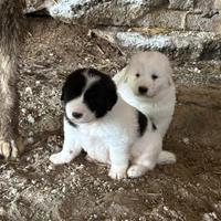 Cuccioli di pastore del Caucaso e pastore maremman