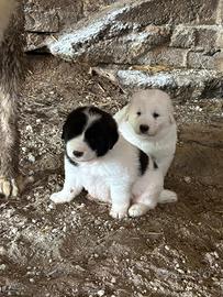 Cuccioli di pastore del Caucaso e pastore maremman