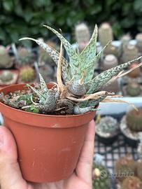 Cactus vari