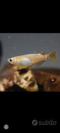 Medaka per Acquario e Laghetto