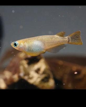 Medaka per Acquario e Laghetto