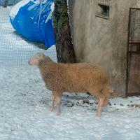 Montone razza pura Appenninica 4r