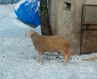 Montone razza pura Appenninica 4r