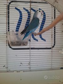 Inseparabili