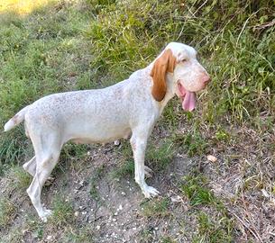 Cuccioli di bracco italiano pedigree enci