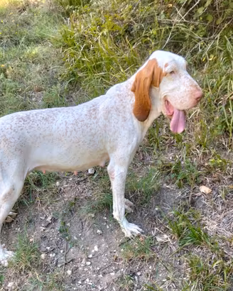 Cuccioli di bracco italiano pedigree enci