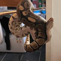 Pitone ancestrale maschio - 2.5 anni