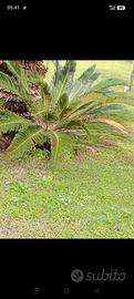 cycas vera perfette 60 cm