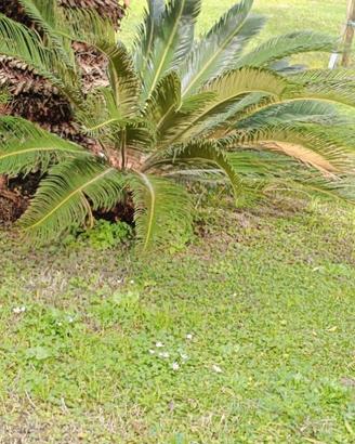cycas vera perfette 60 cm