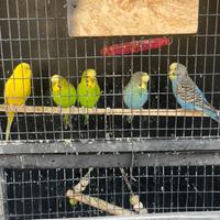 5 cocorite: 1 coppia e 3 maschi