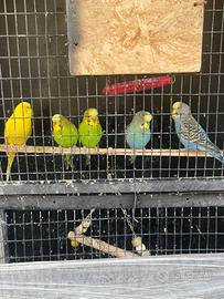 5 cocorite: 1 coppia e 3 maschi