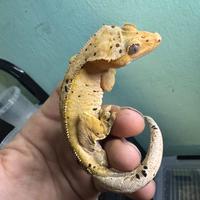 Geco ciliatus & lugubris