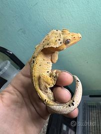 Geco ciliatus & lugubris