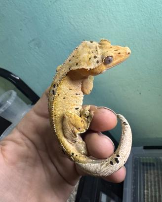 Geco ciliatus & lugubris