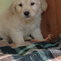 Cuccioli Golden retriever