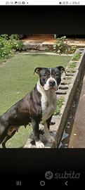 Pitbull