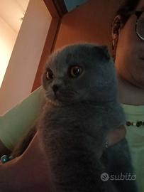 Scottish fold maschio