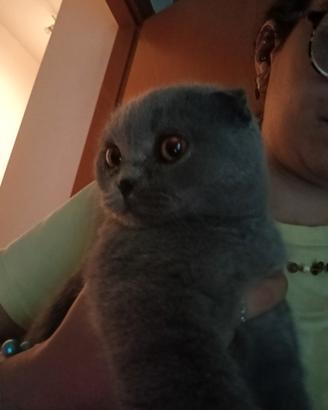 Scottish fold maschio