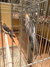 Maschi Calopsiti maggiorati