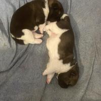 Cuccioli dí Akita Americano