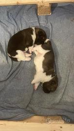 Cuccioli dí Akita Americano