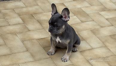 Bull dog francese cane