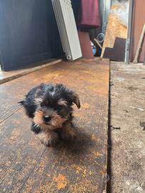 Cuccioli YorkShire