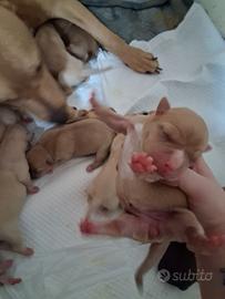 Cuccioli di pitbull-amstaff